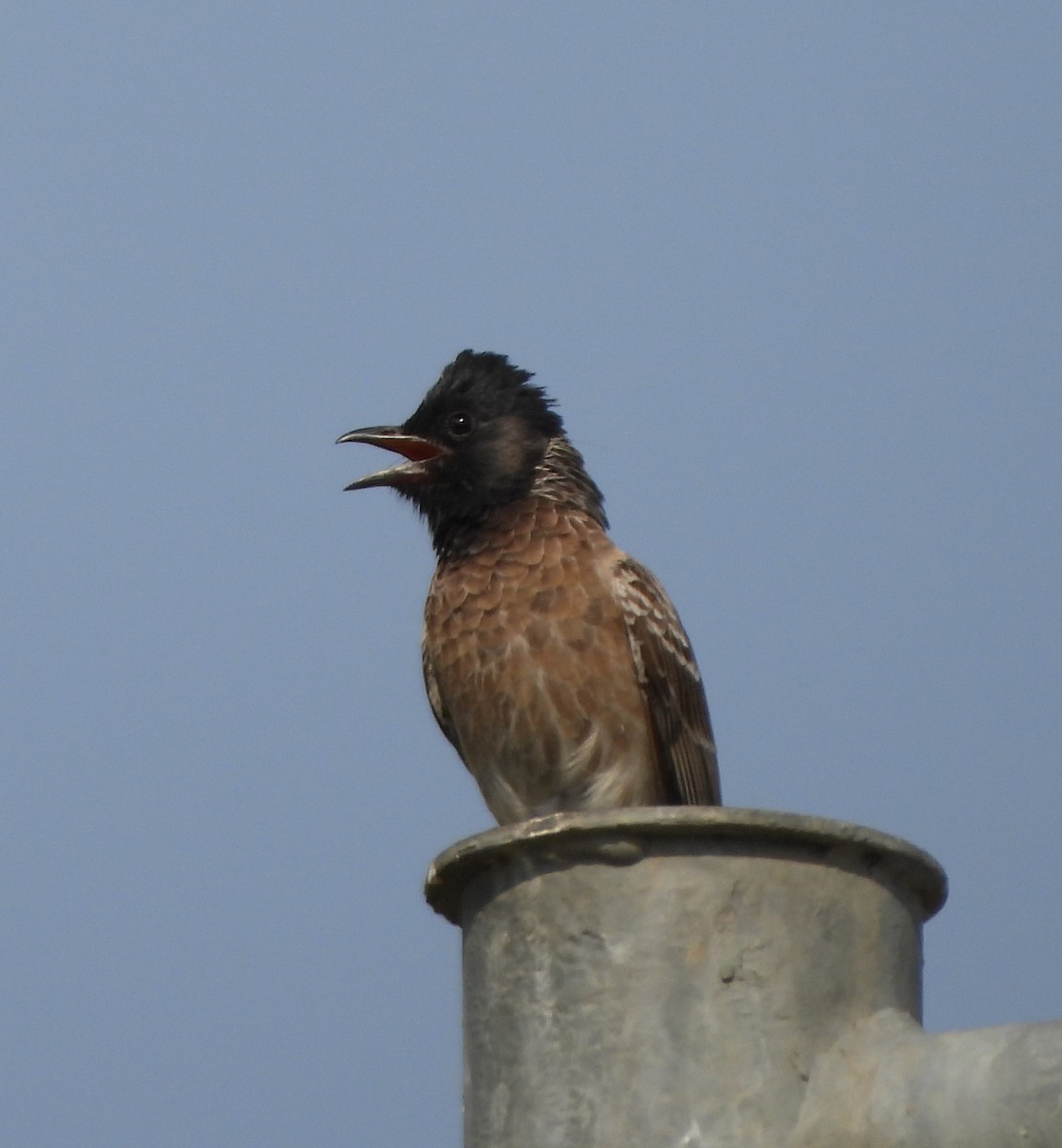 Red-vented Bulbul - ML619117987