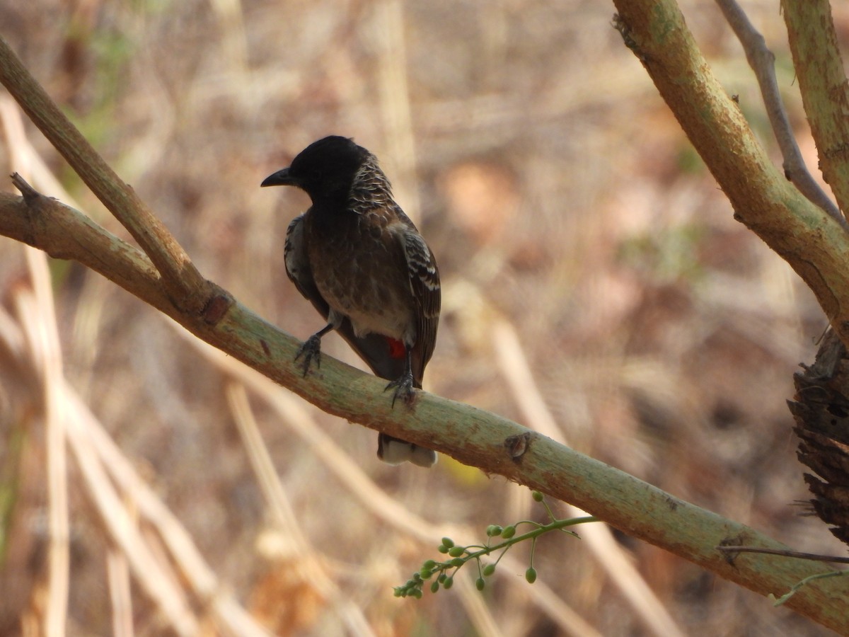 Red-vented Bulbul - ML619117988