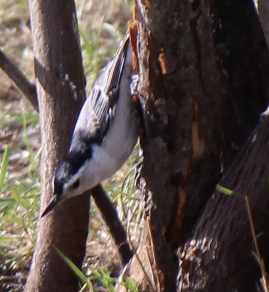 White-breasted Nuthatch - ML619118005