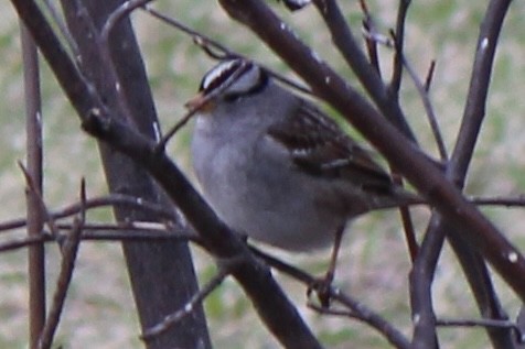 White-crowned Sparrow - ML619118026
