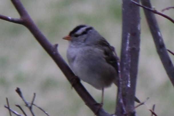 White-crowned Sparrow - ML619118027