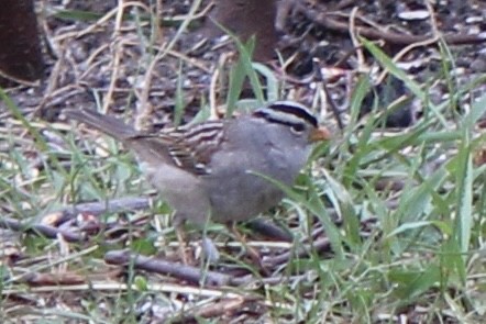 White-crowned Sparrow - ML619118028