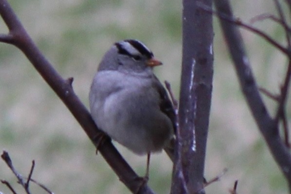 White-crowned Sparrow - ML619118029