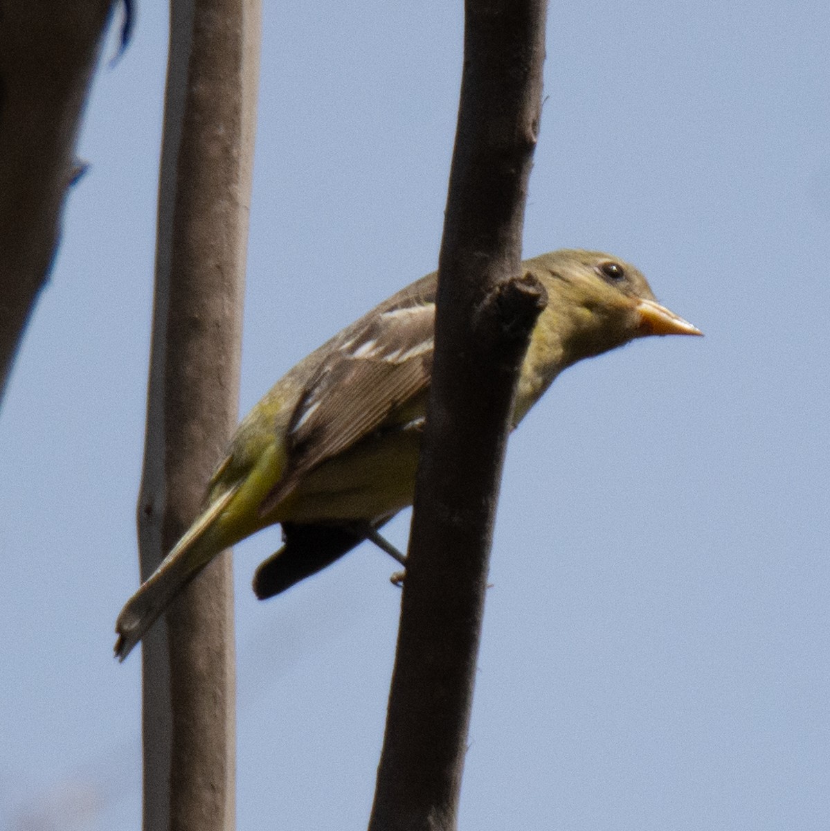 Western Tanager - ML619118073