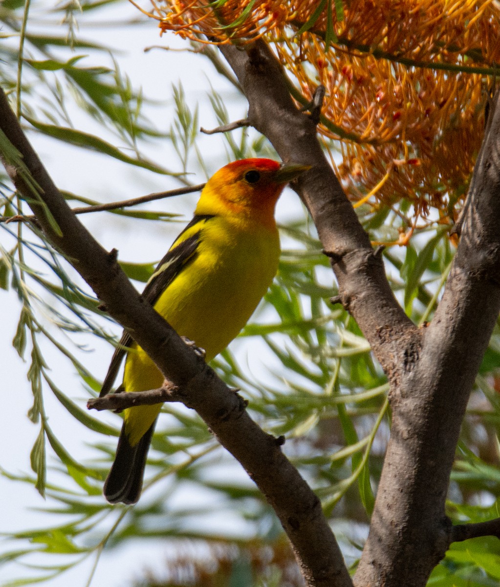 Western Tanager - ML619118074
