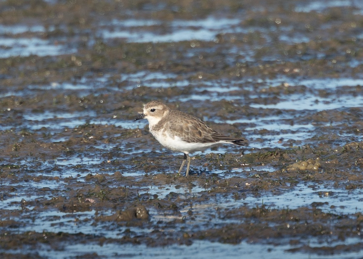 Double-banded Plover - ML619118085