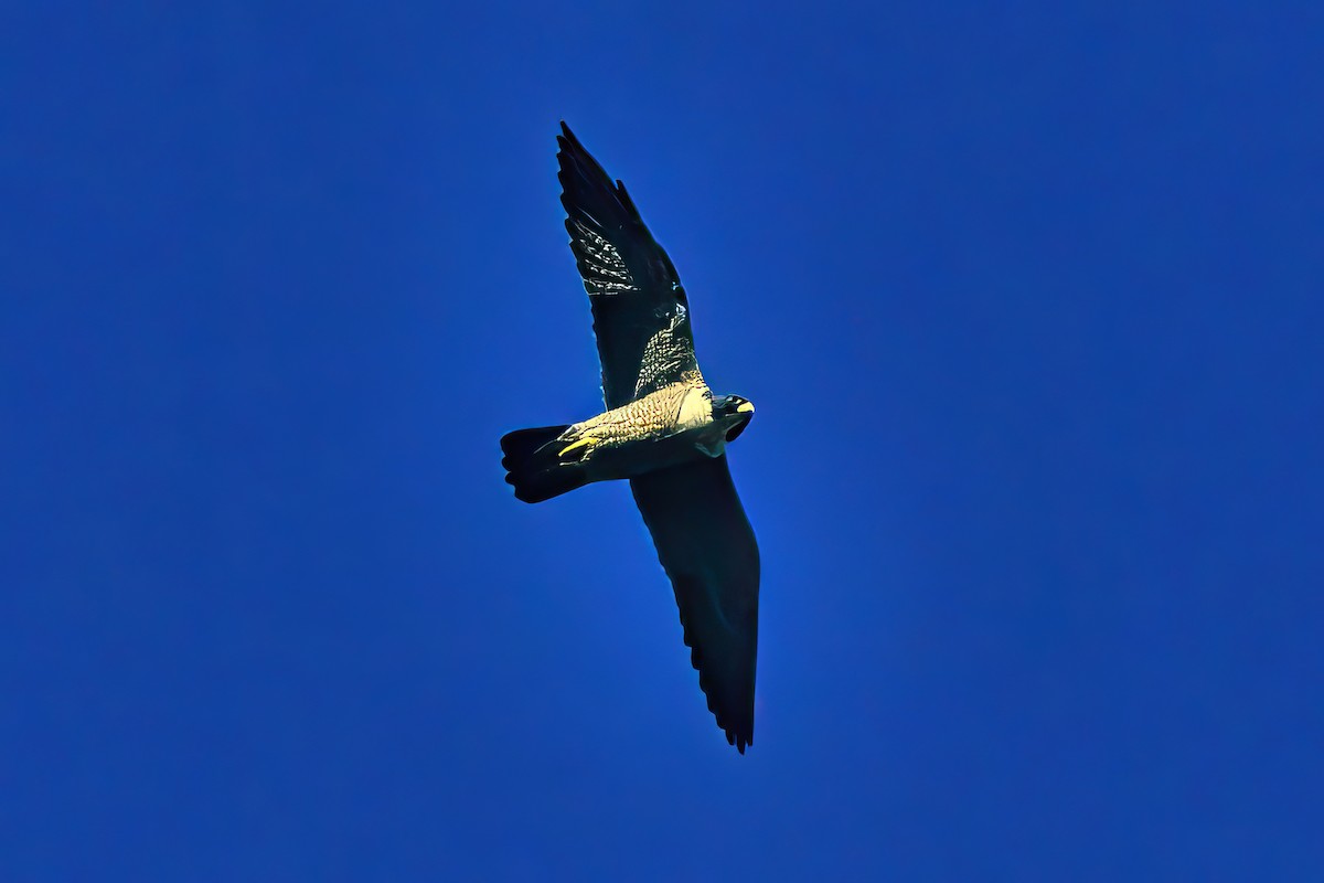 Peregrine Falcon (Australian) - ML619118135