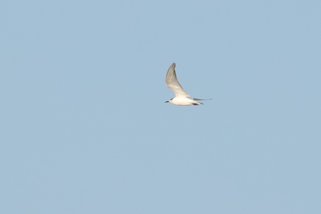 Weißbart-Seeschwalbe - ML619118166