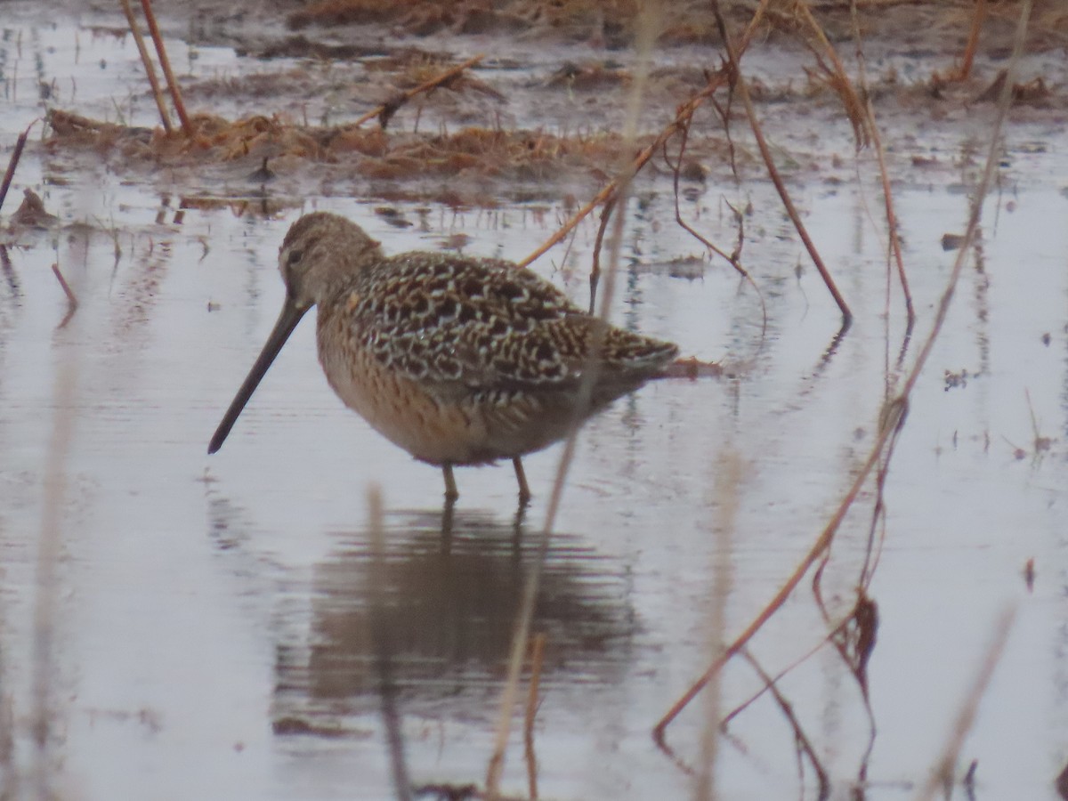 Long-billed Dowitcher - ML619118313