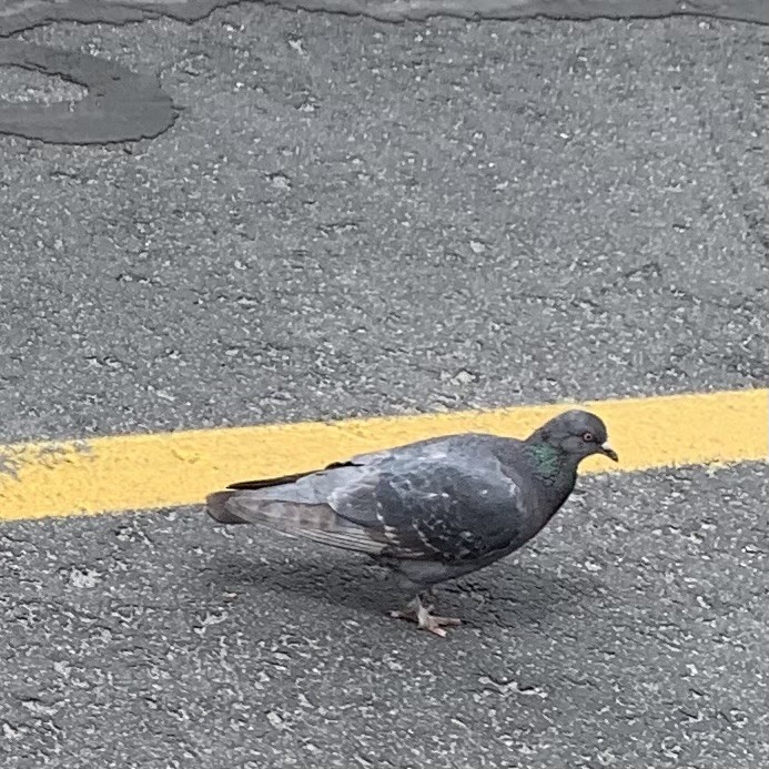 Rock Pigeon (Feral Pigeon) - ML619118353