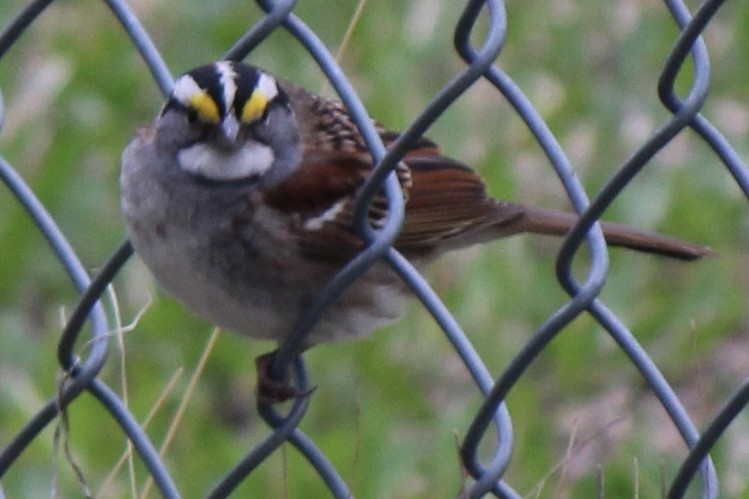 White-throated Sparrow - ML619118355
