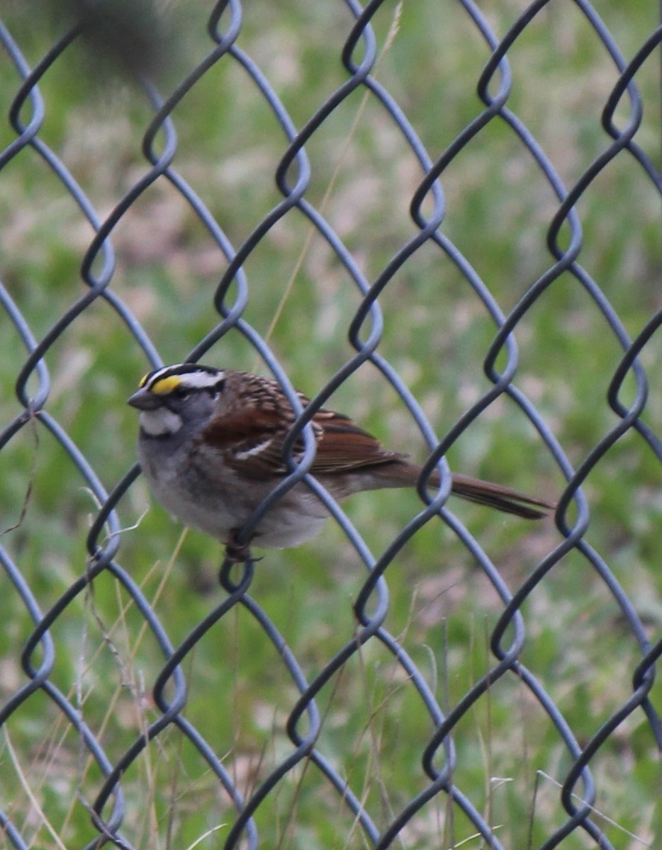 White-throated Sparrow - ML619118356