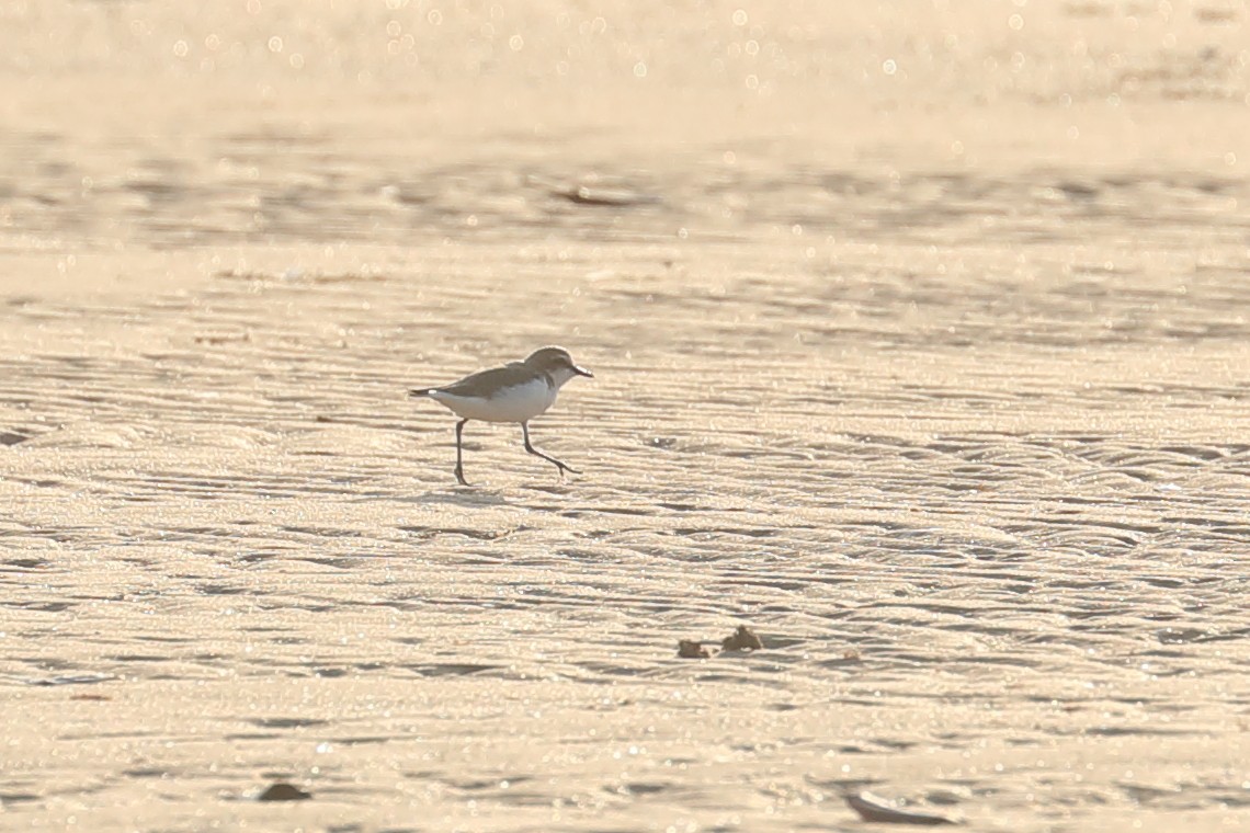 Red-capped Plover - ML619118358