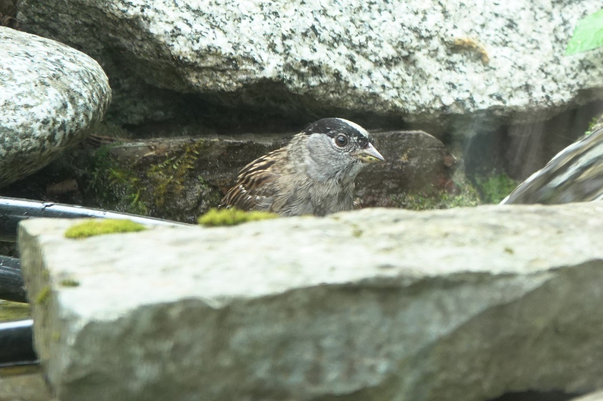 Golden-crowned Sparrow - ML619118393