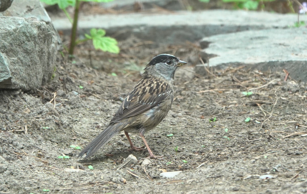 Golden-crowned Sparrow - ML619118397
