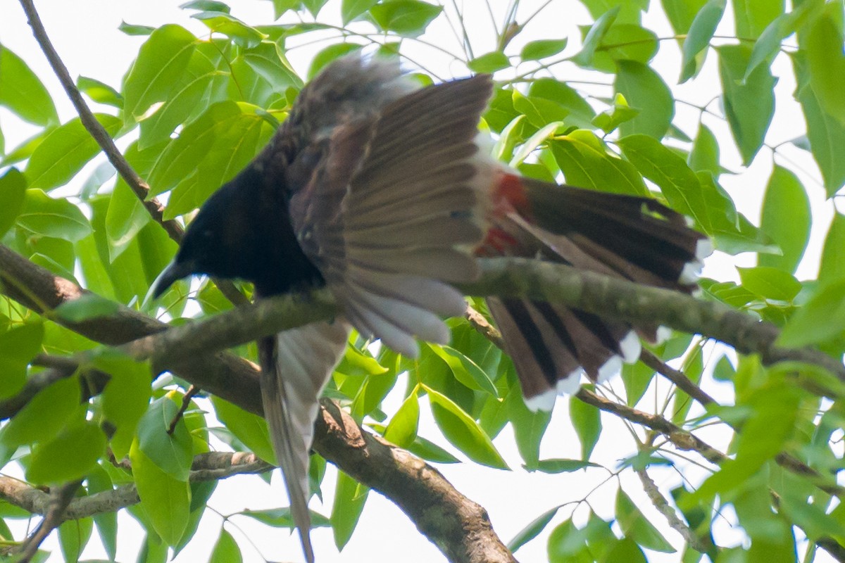 Red-vented Bulbul - ML619118463