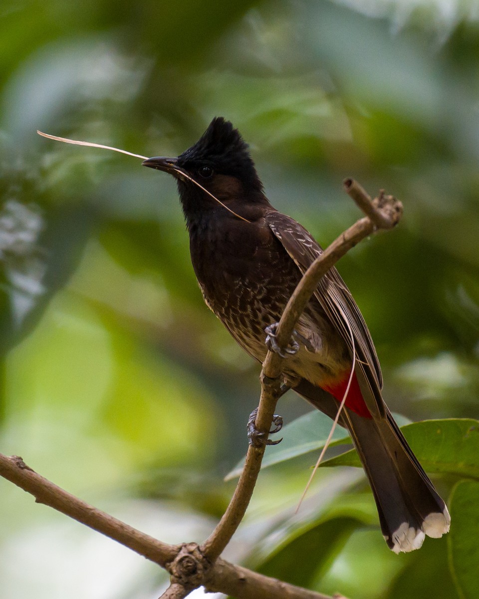 Red-vented Bulbul - ML619118465
