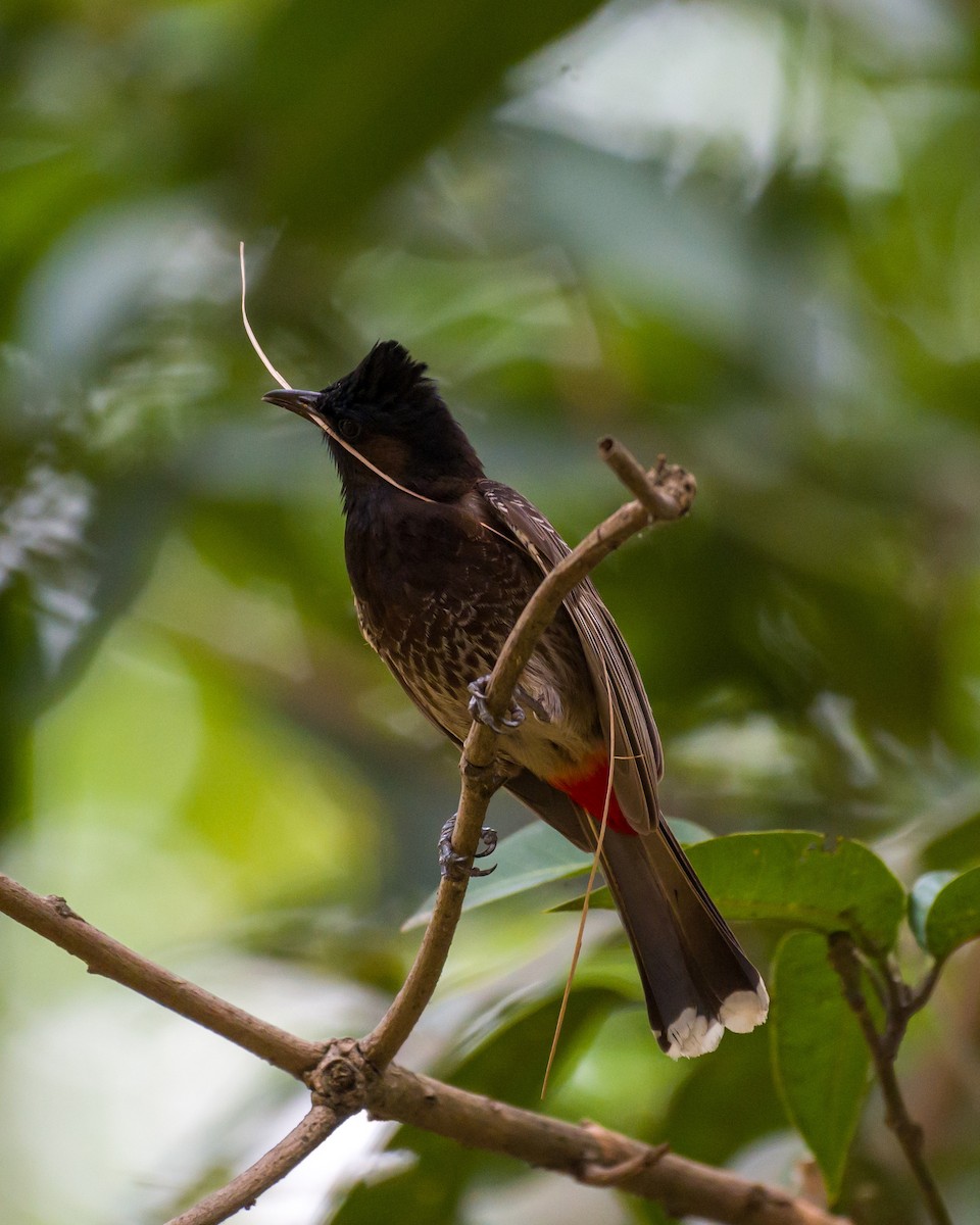 Red-vented Bulbul - ML619118467