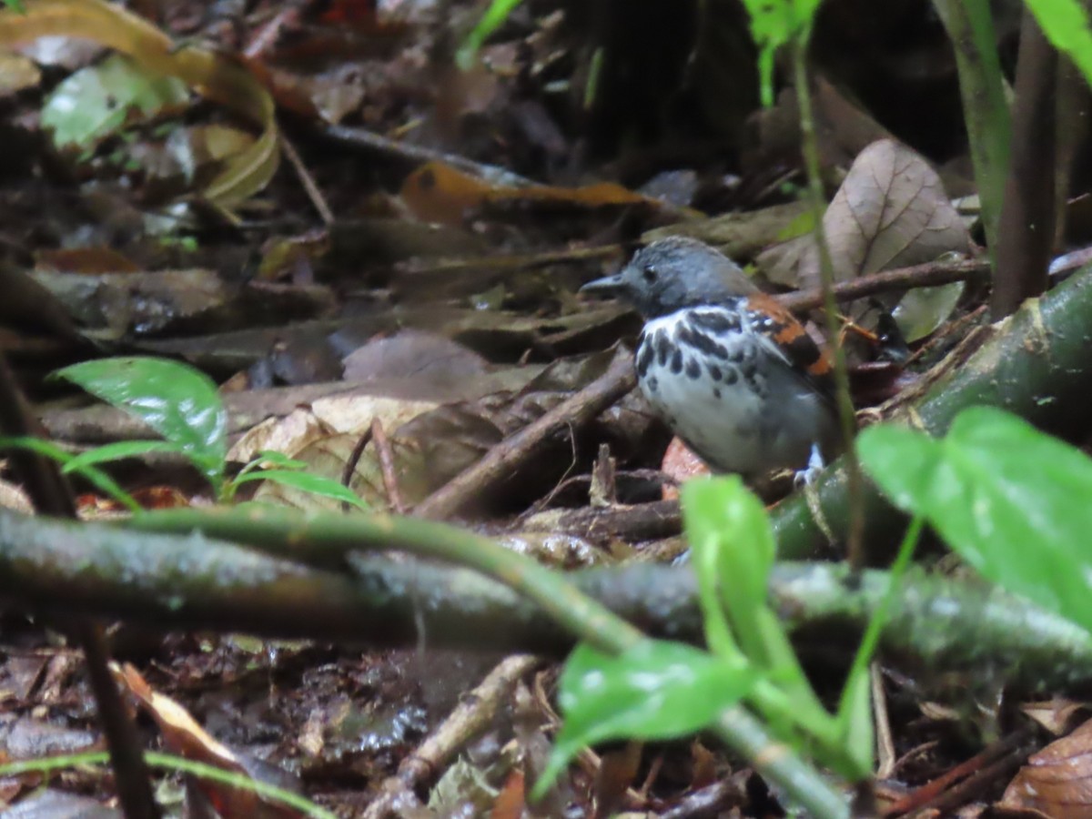Spotted Antbird - ML619118477