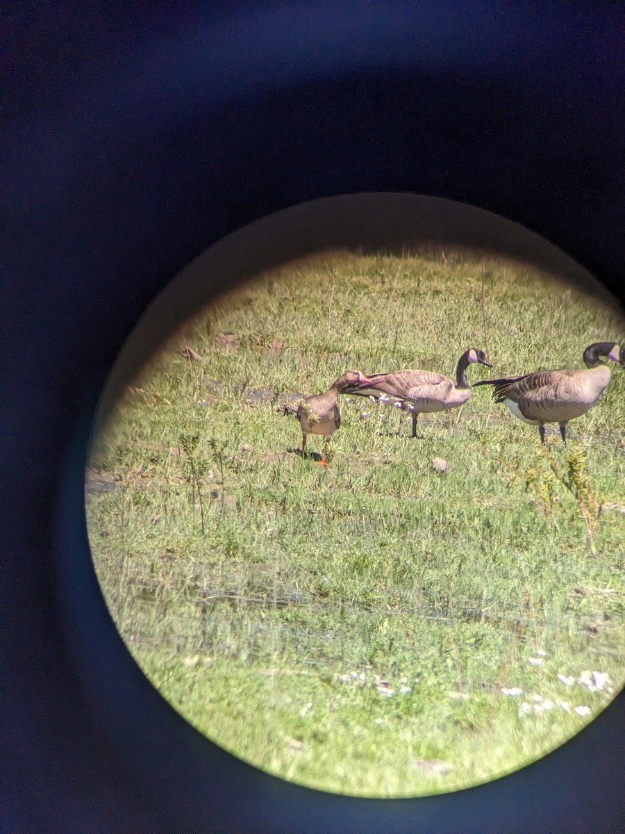 Greater White-fronted Goose - ML619118545