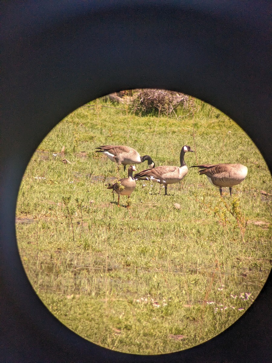 Greater White-fronted Goose - ML619118546