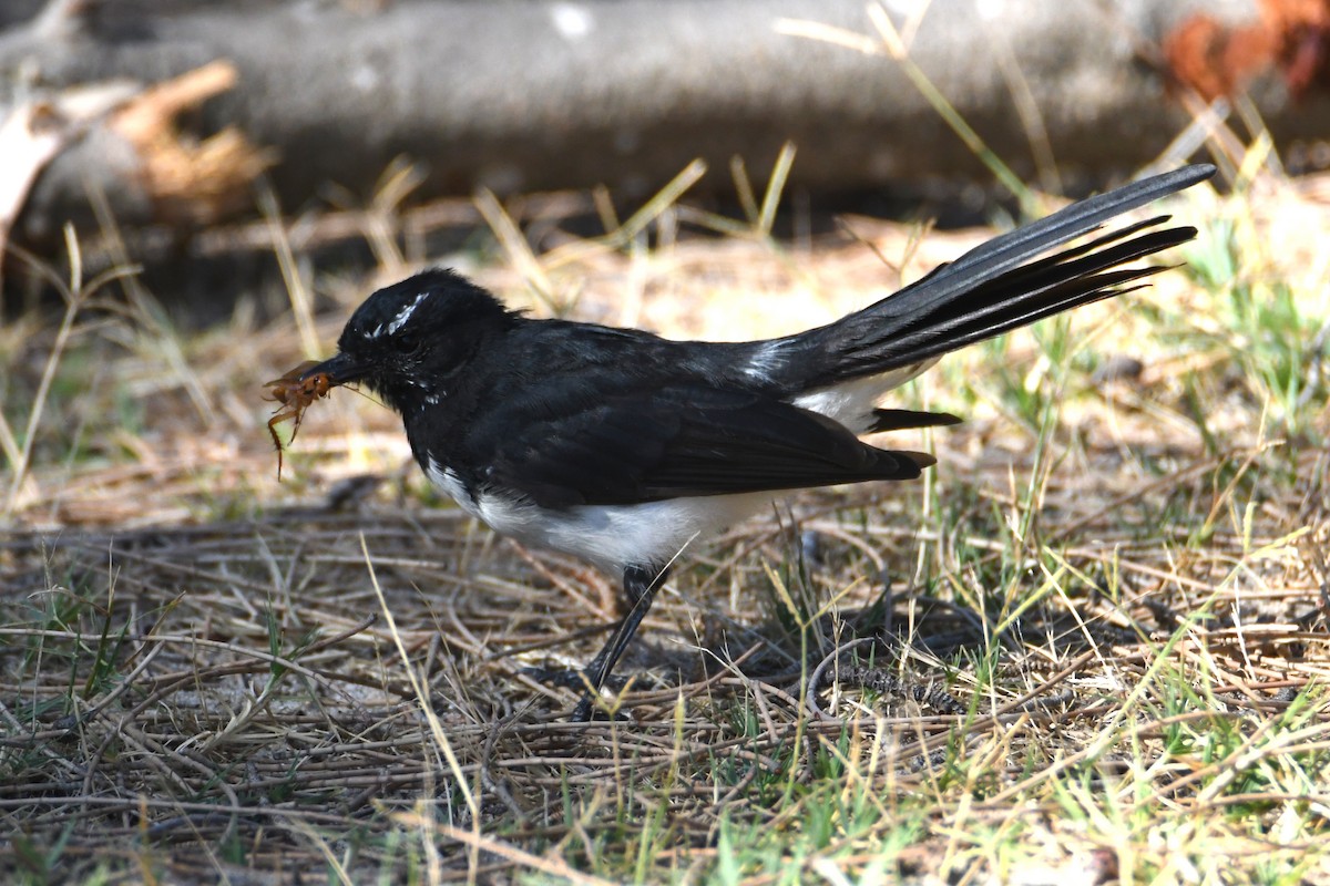 Willie-wagtail - ML619118571