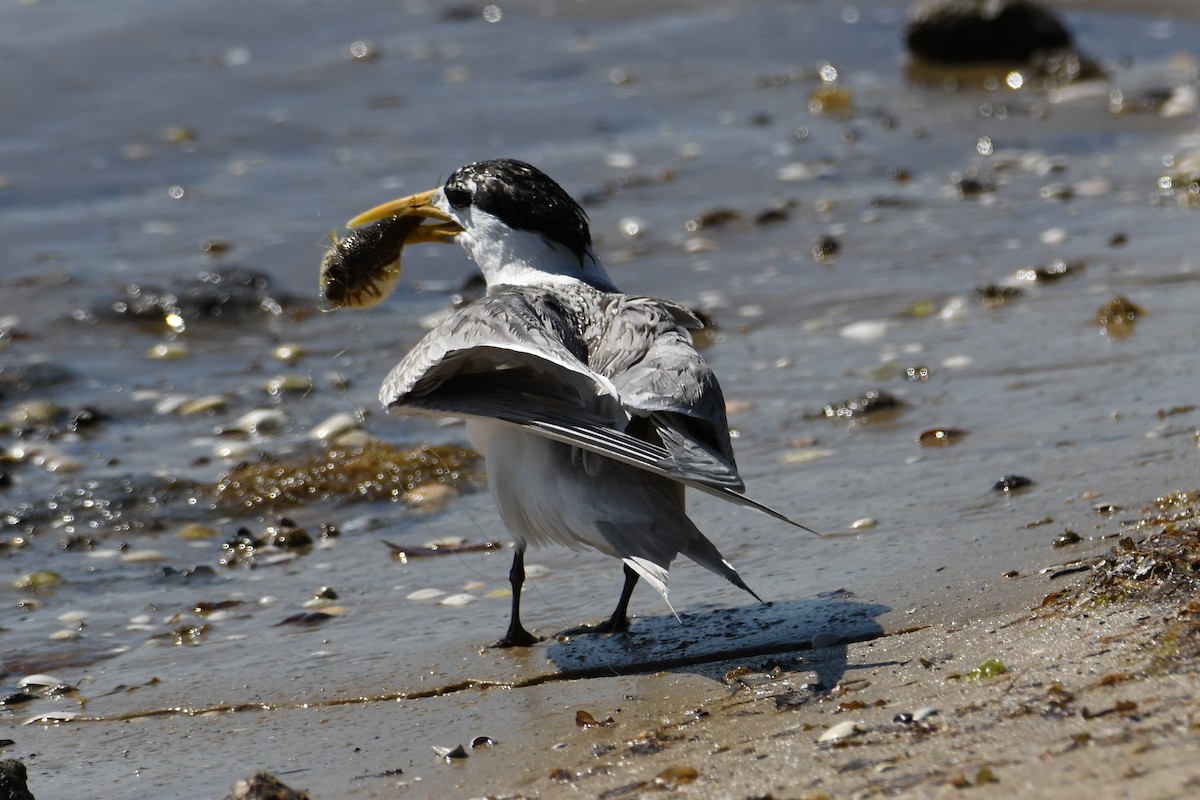 Great Crested Tern - ML619118578