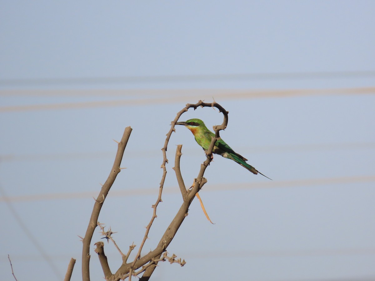 Blue-tailed Bee-eater - ML619118589
