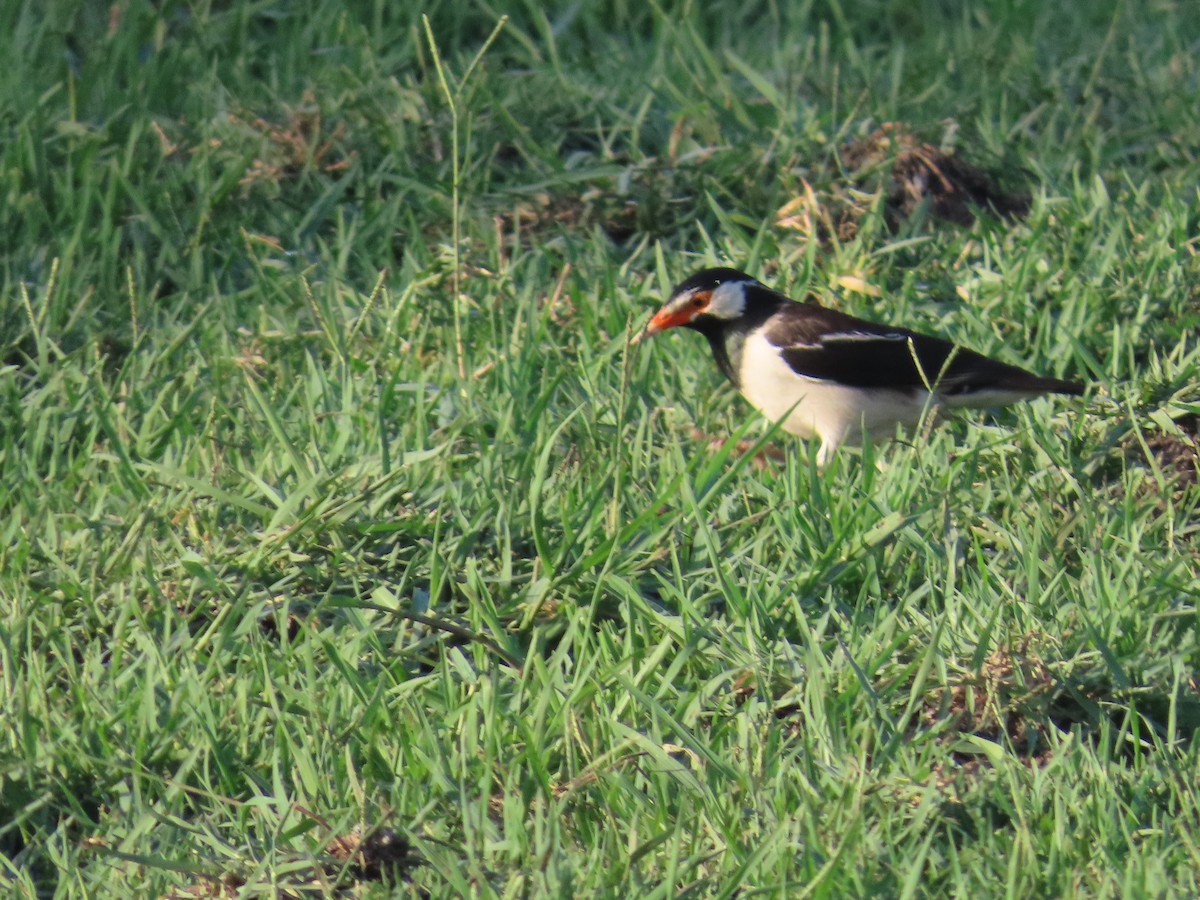 Indian Pied Starling - ML619118596