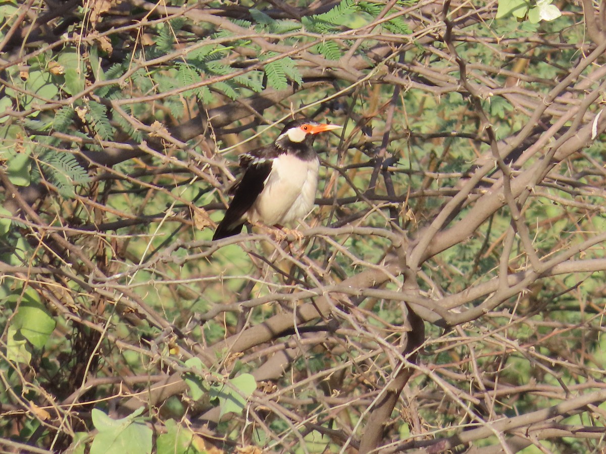 Indian Pied Starling - ML619118597