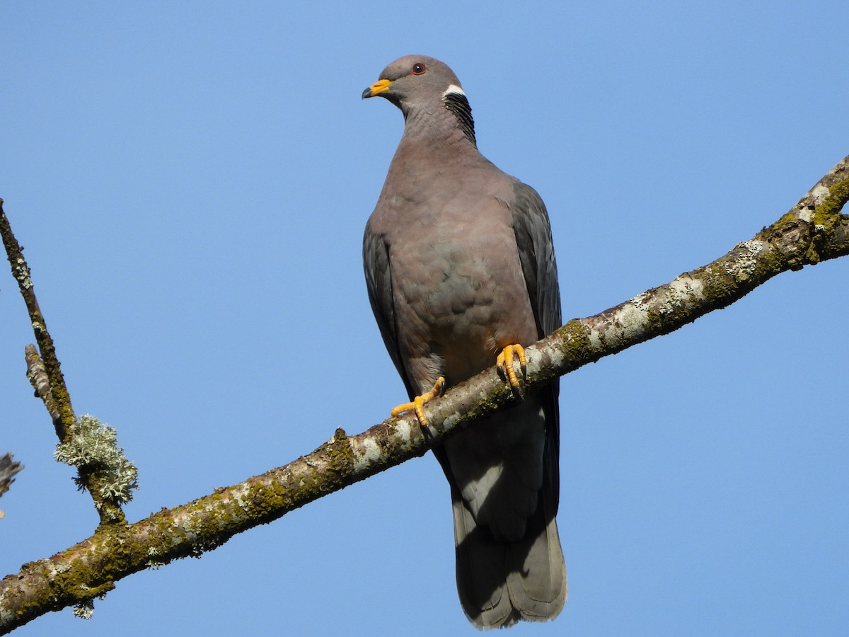 Band-tailed Pigeon - ML619118602