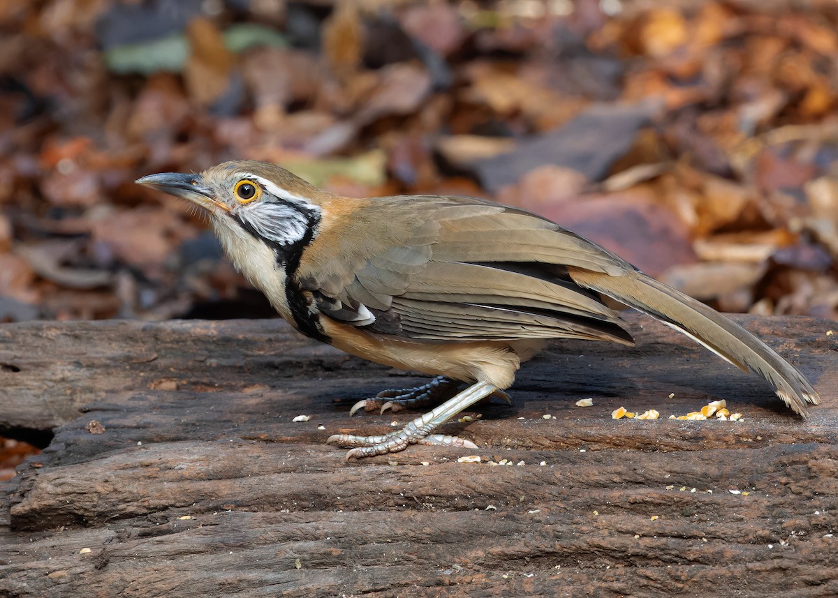 Greater Necklaced Laughingthrush - ML619118666