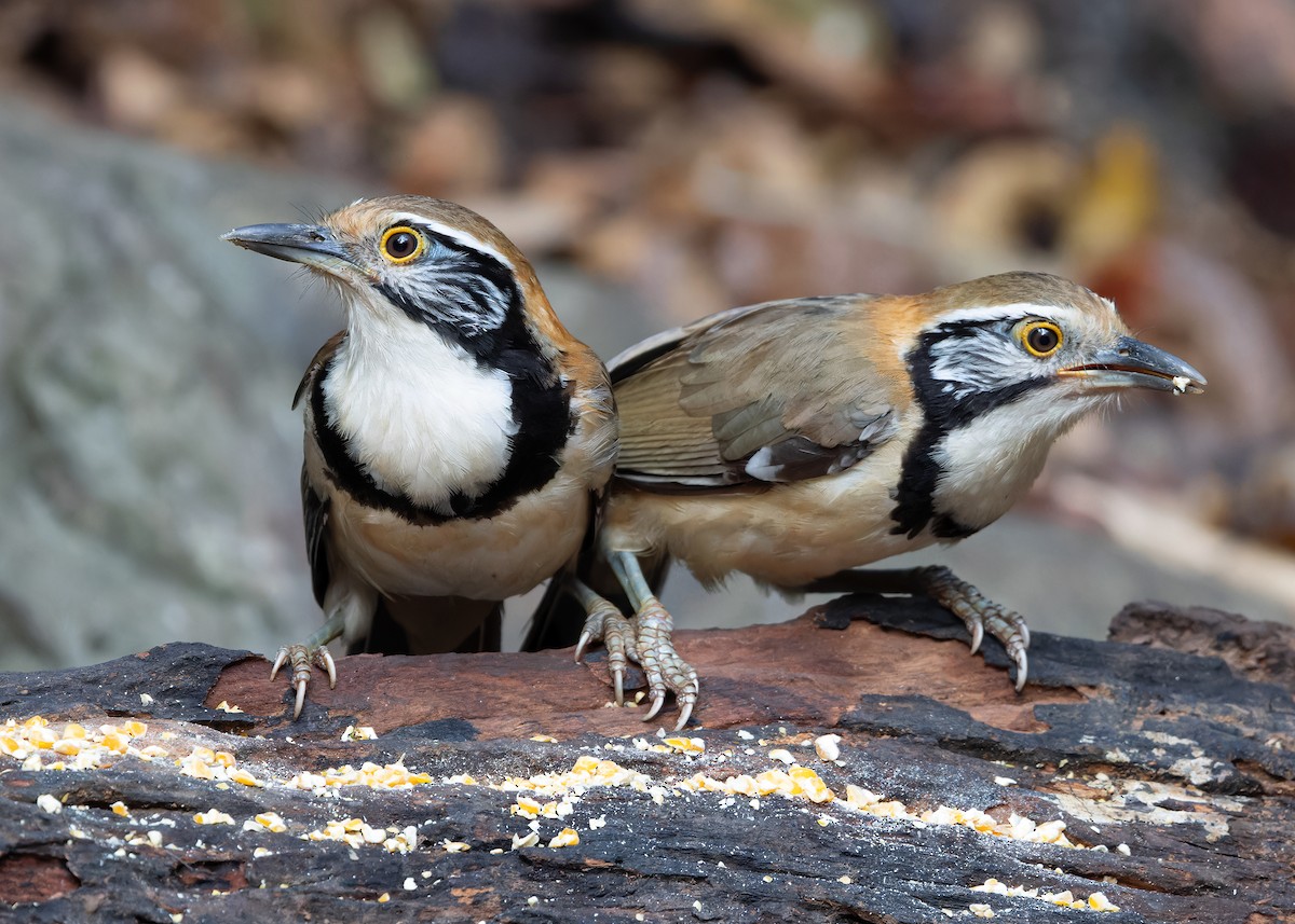 Greater Necklaced Laughingthrush - ML619118667
