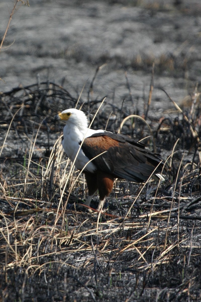 African Fish-Eagle - ML619118669