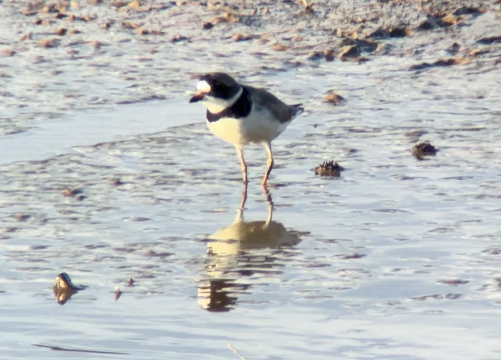 Semipalmated Plover - ML619118674