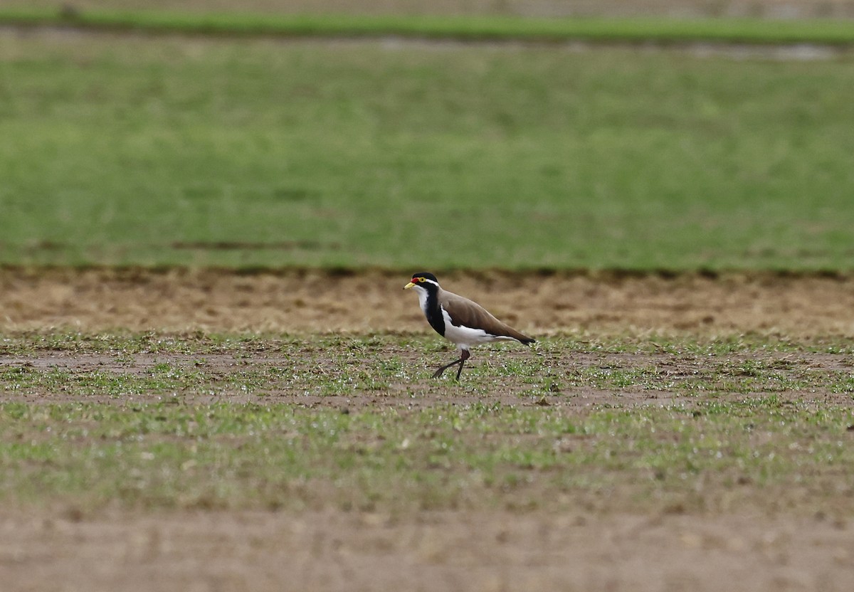 Banded Lapwing - ML619118715