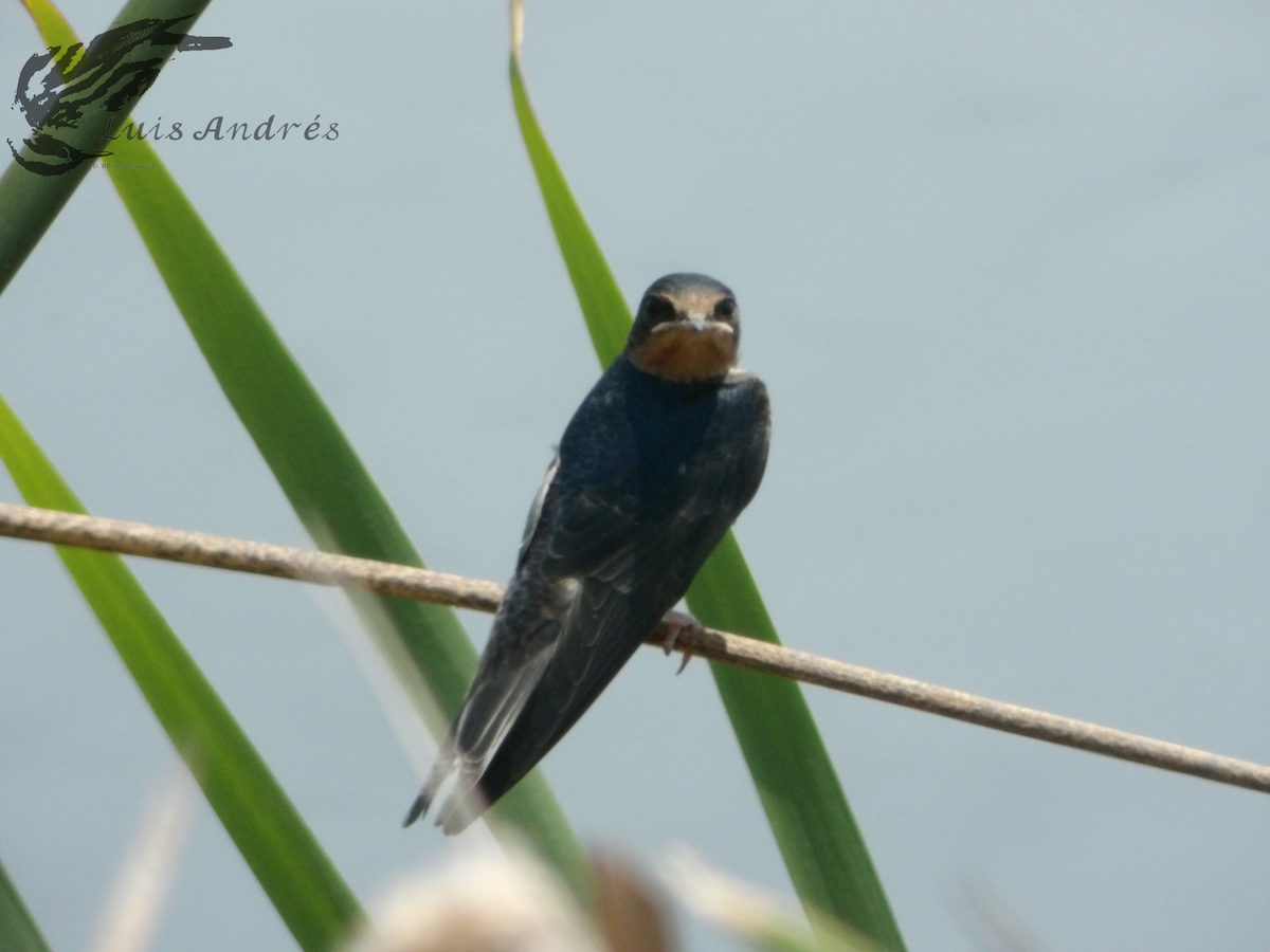Barn Swallow (American) - ML619118756