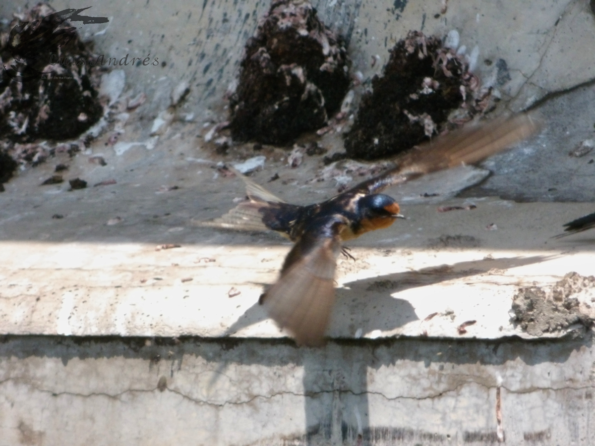 Barn Swallow (American) - ML619118757