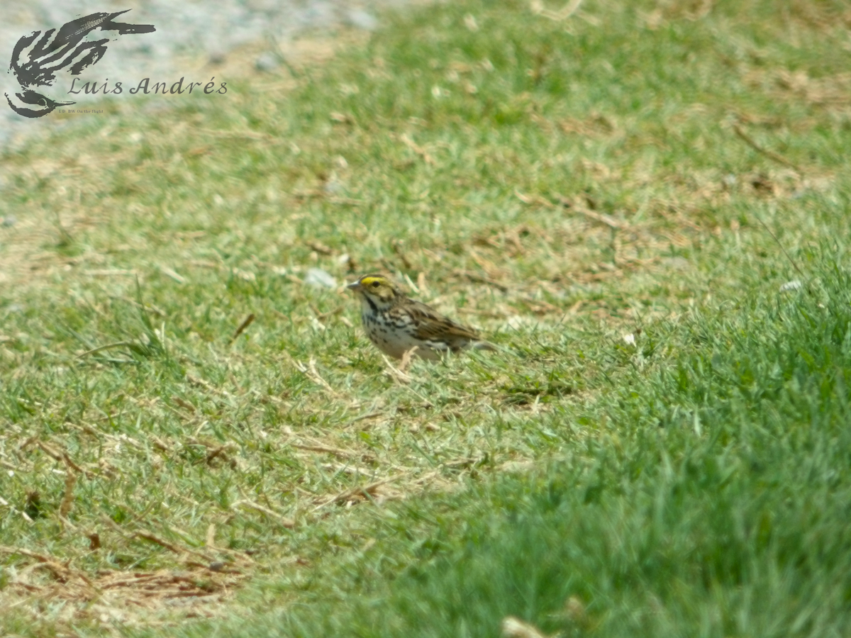 Savannah Sparrow - ML619118766