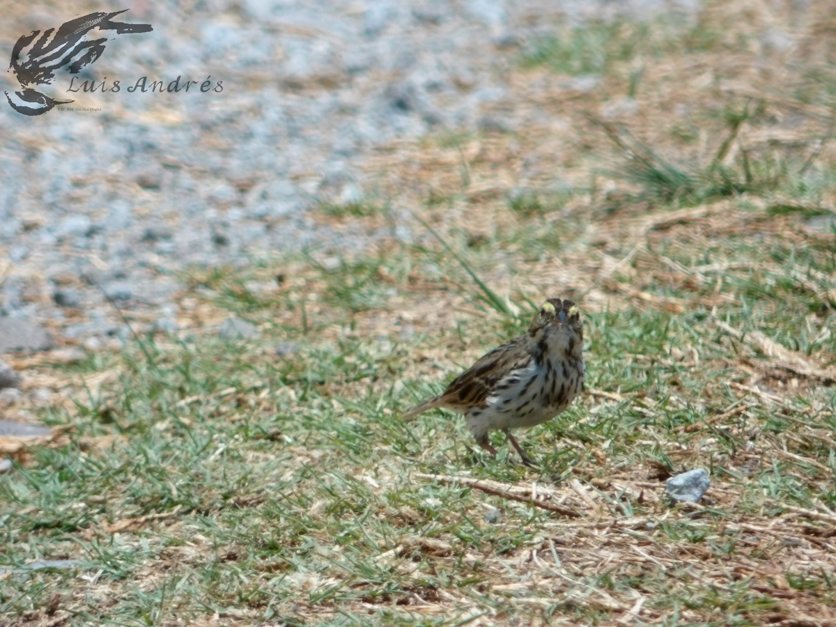 Savannah Sparrow - ML619118767