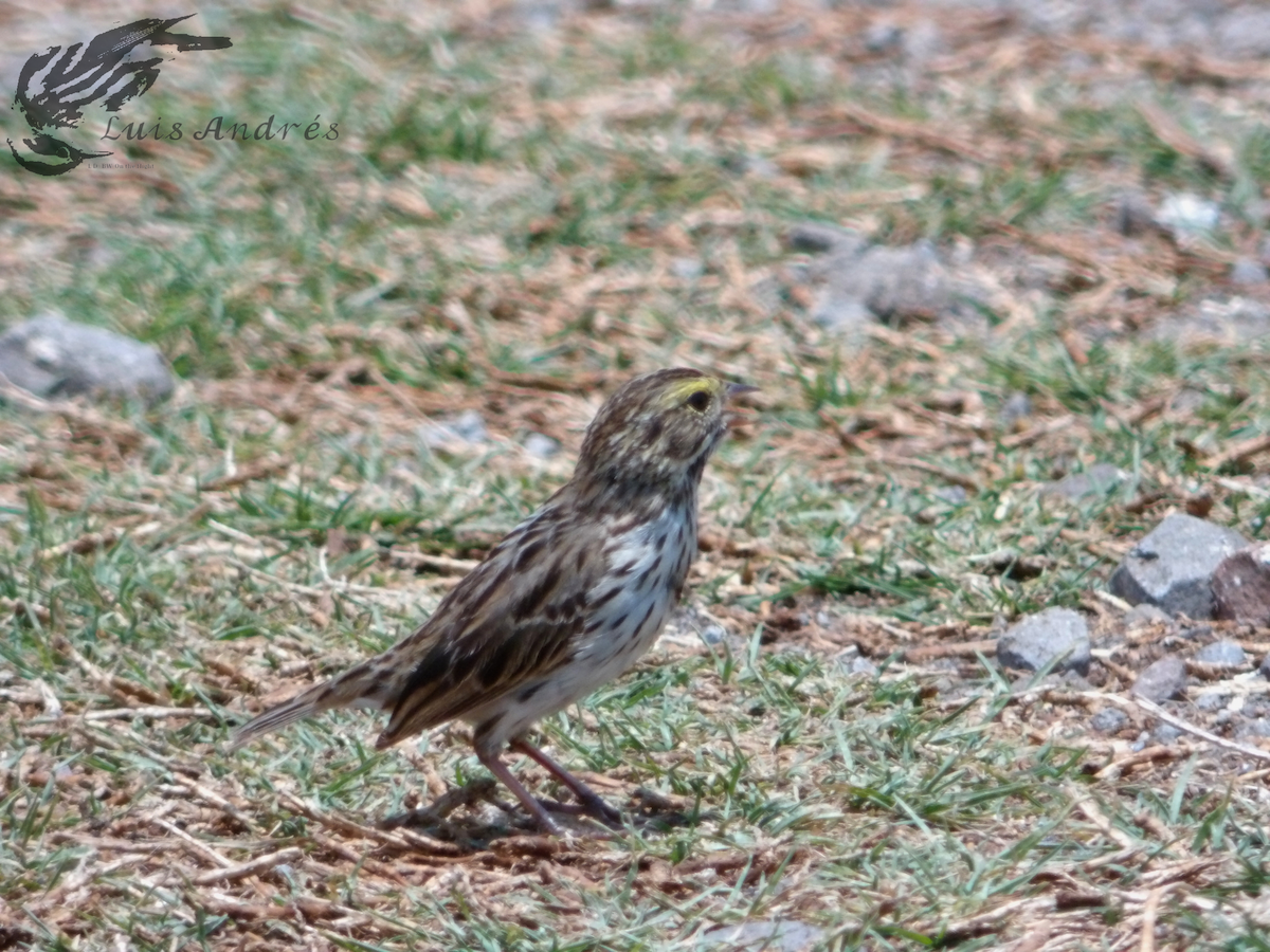 Savannah Sparrow - ML619118768