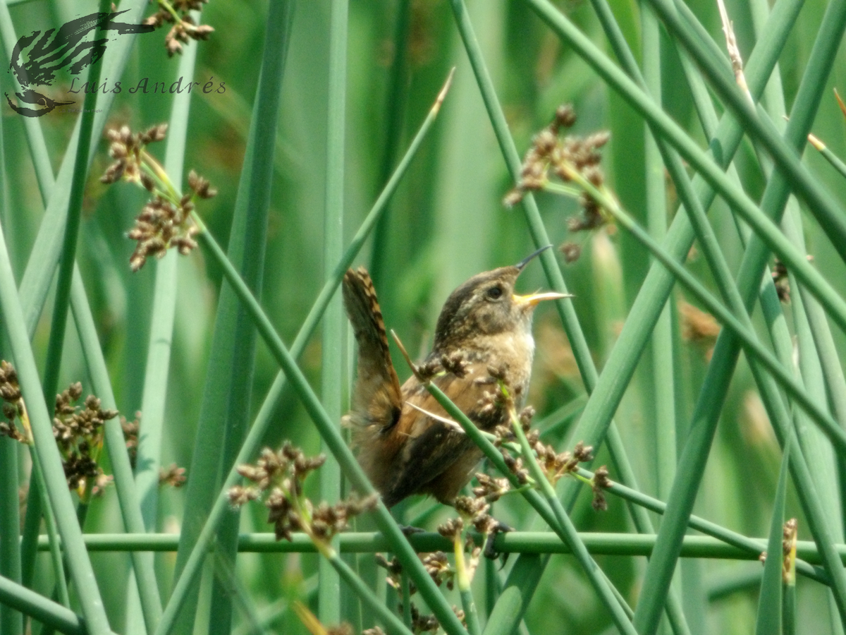 střízlík bažinný (ssp. tolucensis) - ML619118778