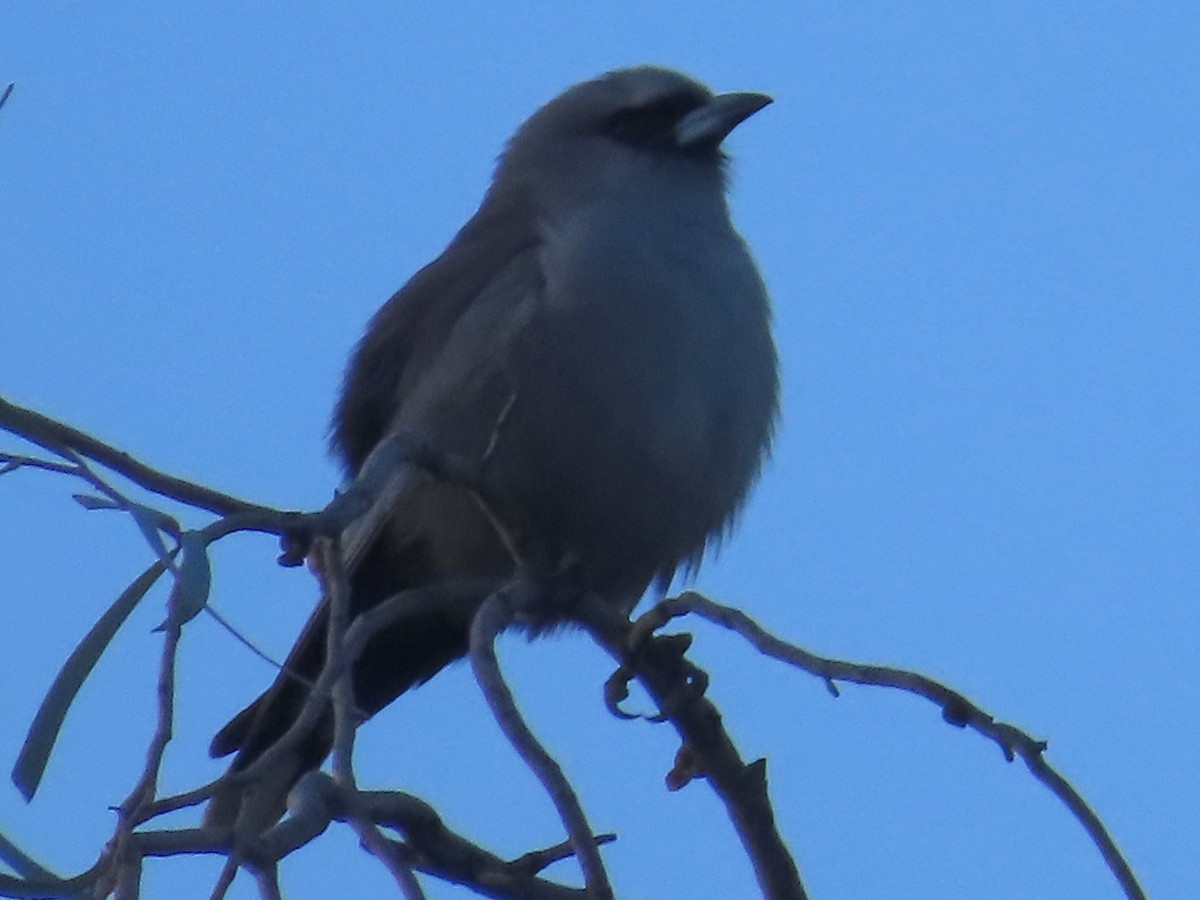 Black-faced Woodswallow - ML619118781
