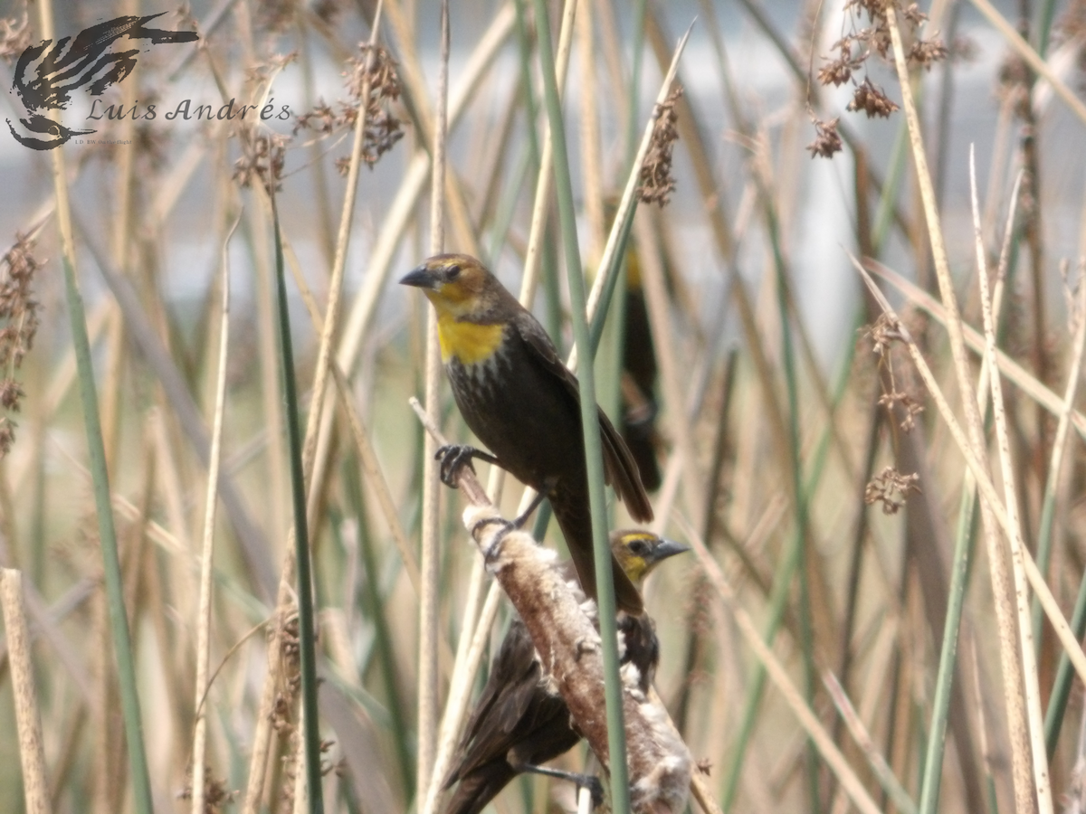 Yellow-headed Blackbird - ML619118786