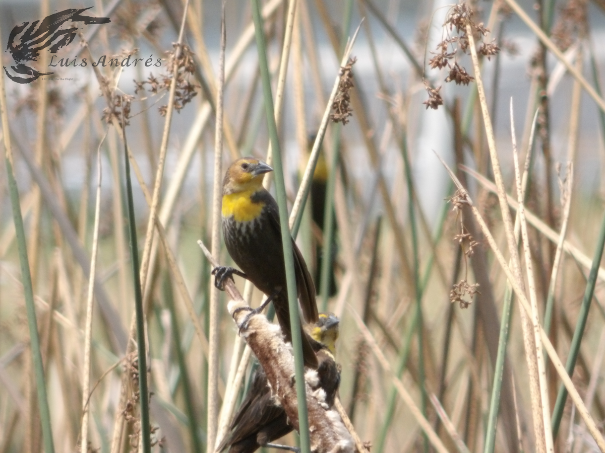 Yellow-headed Blackbird - ML619118787