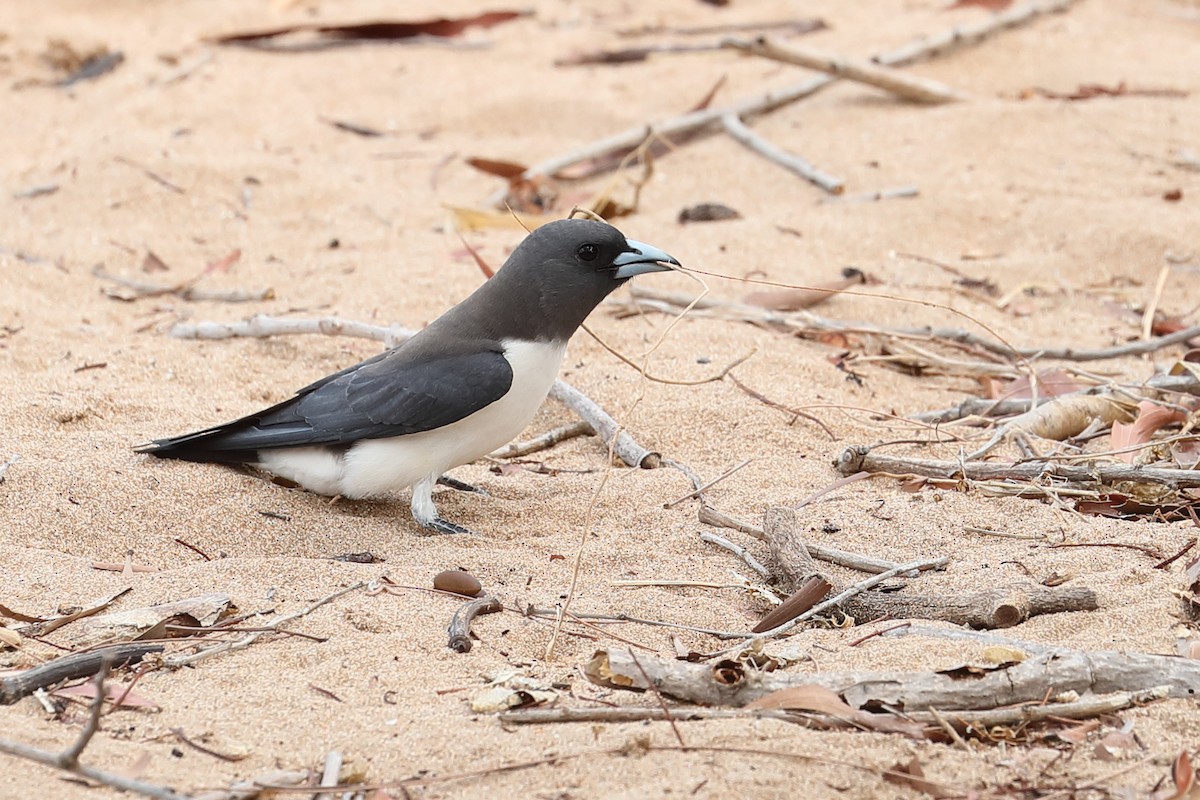 White-breasted Woodswallow - ML619118827