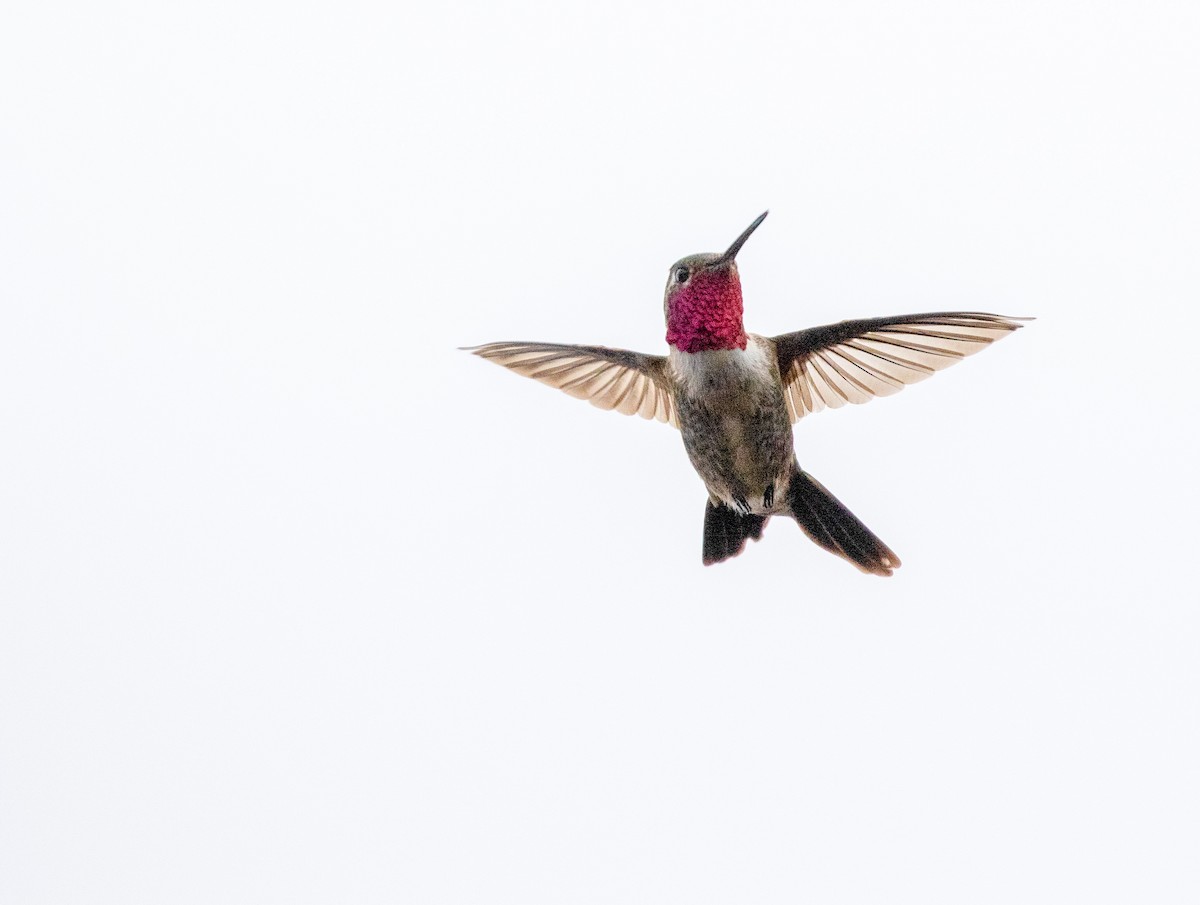 Broad-tailed Hummingbird - ML619118854