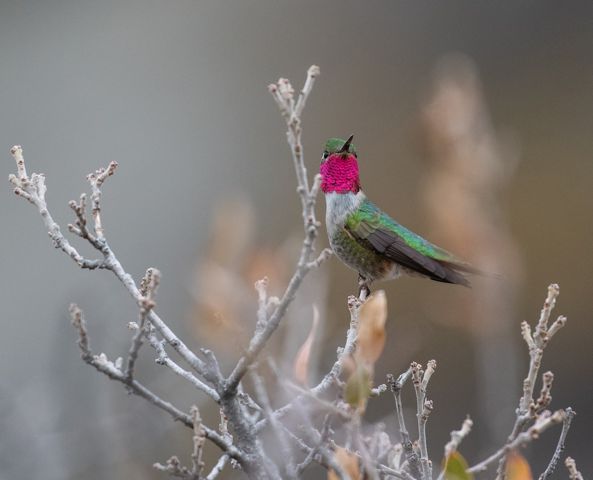 Broad-tailed Hummingbird - ML619118863