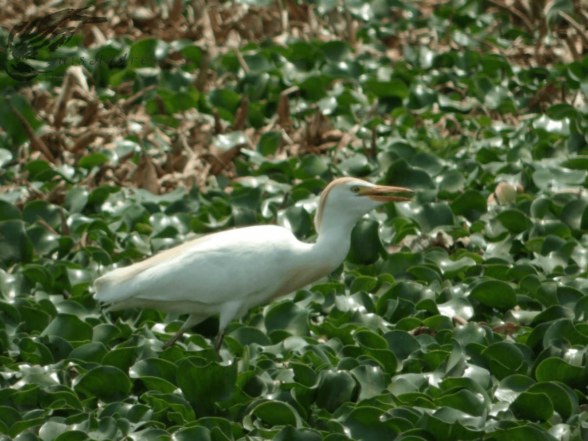 Чапля єгипетська (підвид ibis) - ML619118866