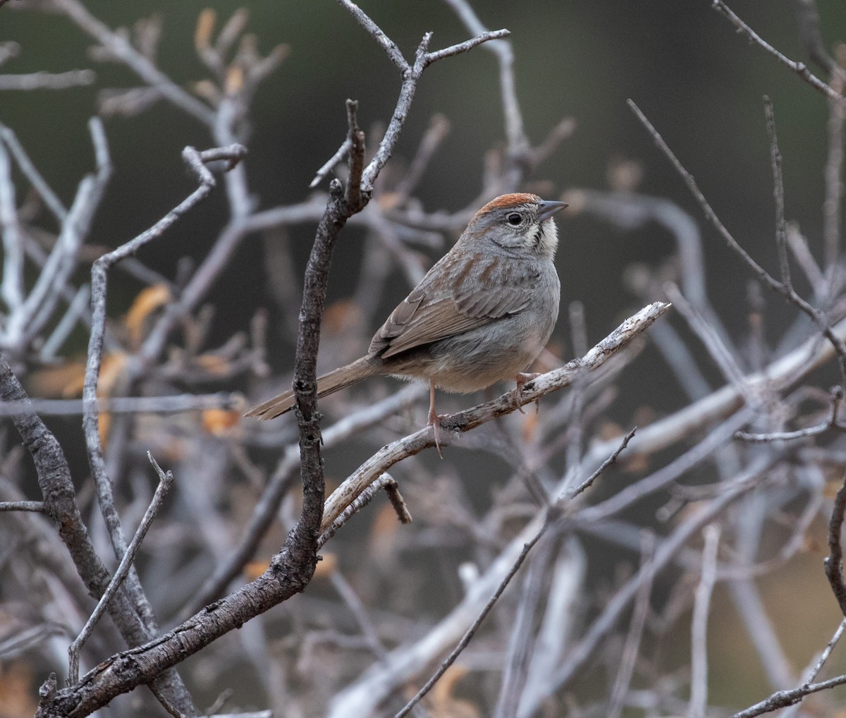 Rufous-crowned Sparrow - ML619118884